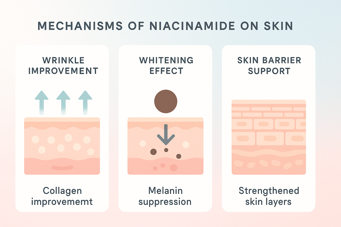 ナイアシンアミド配合クッションファンデの正しい重ね塗り|シワ改善効果を損なわない冬メイク術