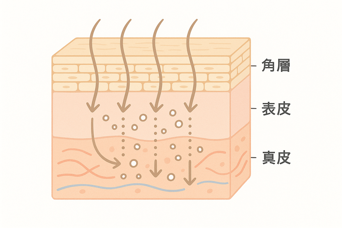 医薬部外品ファンデーションの成分配合濃度と肌への浸透メカニズム|製薬会社開発の違い